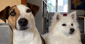 clémentine pet sitter à LESNEVEN 29260_1