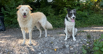 fanny pet sitter à VILLARD BONNOT 38190_7