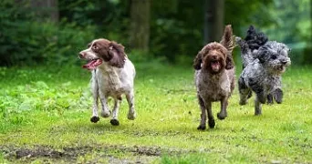 demailly pet sitter à LE CHESNAY ROCQUENCOURT 78150