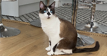 lou-anne pet sitter à Marquette lez lille 59520_5
