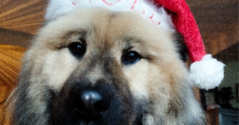 cléa pet sitter à CHANVILLE 57580_1