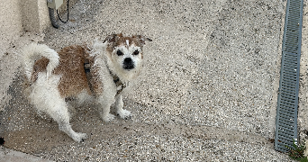 sabrina pet sitter à Morsang sur Orge 91390_2