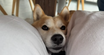 jade pet sitter à MONTESSON 78360_3