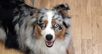 leyna pet sitter à BLAINVILLE SUR L EAU 54360_2