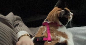 lea pet sitter à PARIS 18 75018_3