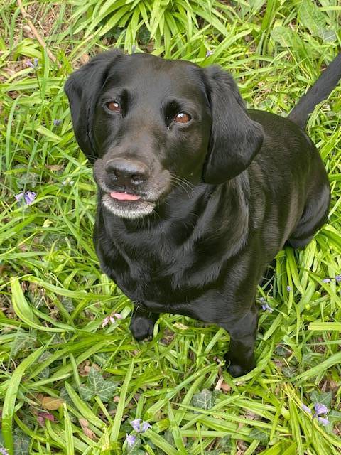 maëlys pet sitter à NANCY 54000_5
