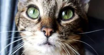 floria pet sitter à MANDEURE 25350