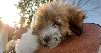 clara pet sitter à ST AUBIN CELLOVILLE 76520_3