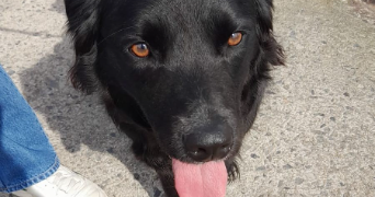 mériadec dog sitter à PARIS 06 75006_1
