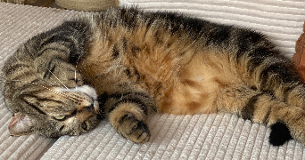 nicolas pet sitter à CUINCY 59553_2