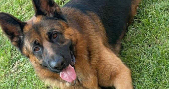 daisy pet sitter à DUNKERQUE 59140_2