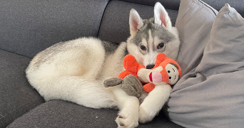 océane pet sitter à LANDAS 59310_2
