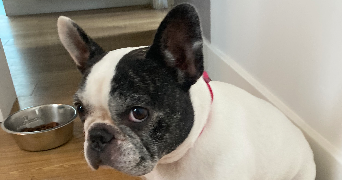 eli pet sitter à MAISONS LAFFITTE 78600_8