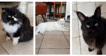 ophelie cat sitter à CHARTRES 28000_23