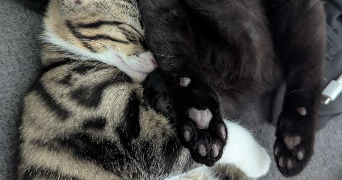 tasnim pet sitter à Marmande 47200_2