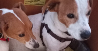 enora pet sitter à POITIERS 86000_0