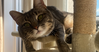 justine cat sitter à PARIS 18 75018_3