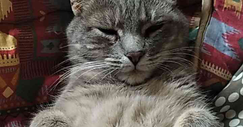 barbara pet sitter à Neuville-sur-Saône 69250_5