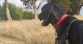 alice pet sitter à VERTOU 44120_3