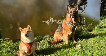 evan pet sitter à INZINZAC LOCHRIST 56650_1