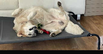 titouan pet sitter à SURY LE COMTAL 42450_0