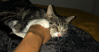 charline pet sitter à LYON 03 69003_6