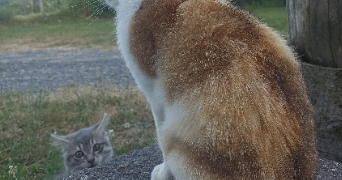 justine pet sitter à AMBERT 63600_6