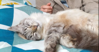 hugo pet sitter à POITIERS 86000_1