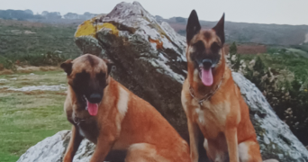 thelia pet sitter à LAVAL 53000_1