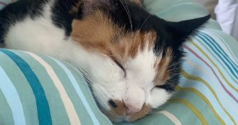 camille pet sitter à ST MARTIN D HERES 38400_1