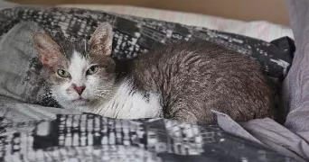 candy pet sitter à CHAMPIGNY 89340