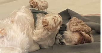 erine pet sitter à HOENHEIM 67800_3