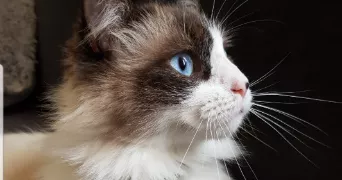 laura pet sitter à FAMECK 57290