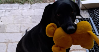 adeline pet sitter à CEAUX EN LOUDUN 86200_1