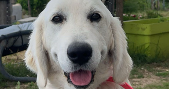 amandine pet sitter à ST GEORGES D ORQUES 34680_7