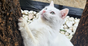 manon pet sitter à GUJAN MESTRAS 33470_8