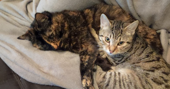 maguy pet sitter à Muret 31600_3