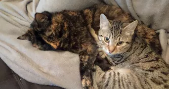 maguy pet sitter à Muret 31600