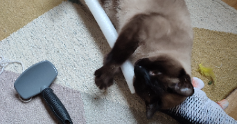 ludivine cat sitter à VILLEURBANNE 69100_2