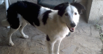 erika pet sitter à PONT STE MAXENCE 60700_1