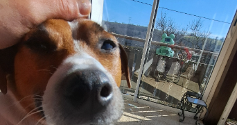 laura pet sitter à CHAUMONT 74270_3