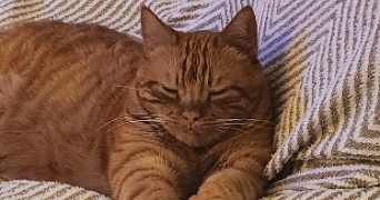 amandine cat sitter à BEGLES 33130_2