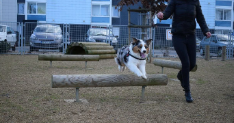 katy pet sitter à RENNES 35700_8