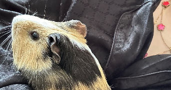 elsa pet sitter à VILLEPREUX 78450_4