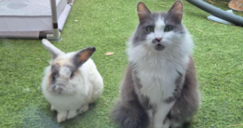 manon pet sitter à AJAC 11300_3
