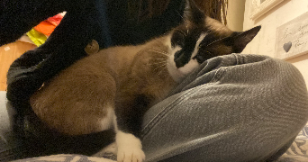 ludivine pet sitter à RENNES 35000_6