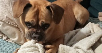 estelle pet sitter à DUNKERQUE 59140_2