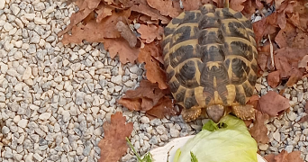 alexia pet sitter à BOUCAU 64340_4