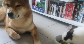 océane pet sitter à MONTPELLIER 34000_3