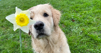 louise pet sitter à BOIS D ARCY 78390_4